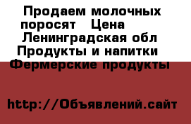 Продаем молочных поросят › Цена ­ 600 - Ленинградская обл. Продукты и напитки » Фермерские продукты   